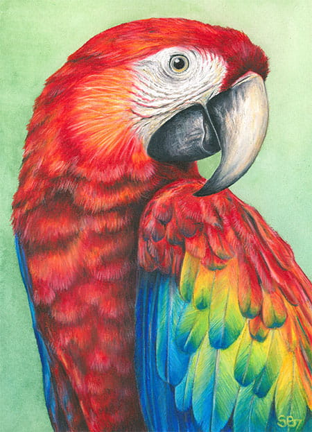 Scarlet Macaw Art Card