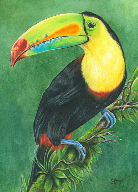 Toucan Art Card